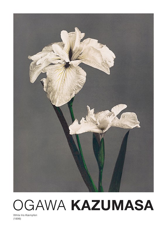 White Iris Kæmpferi By Kazumasa Ogawa-1