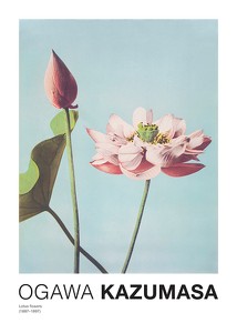 Lotus Flowers By Ogawa Kazumasa-1