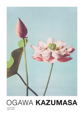 Poster Lotus Flowers By Ogawa Kazumasa