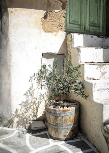 Olive Tree Entrance-3