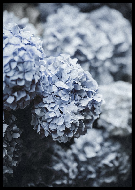 Blue Hydrangea-2