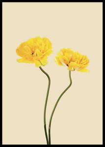 Yellow Tulips-2