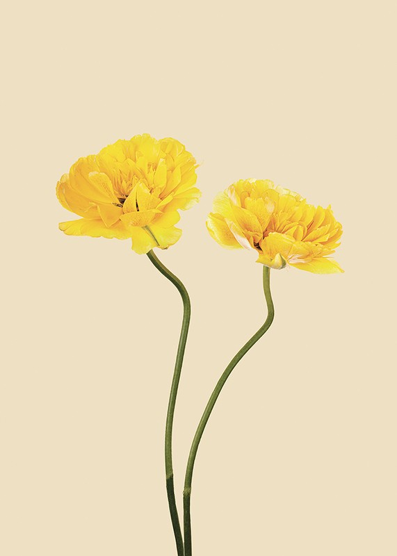 Yellow Tulips-3