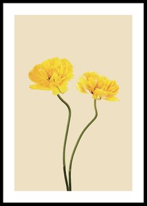Yellow Tulips-0