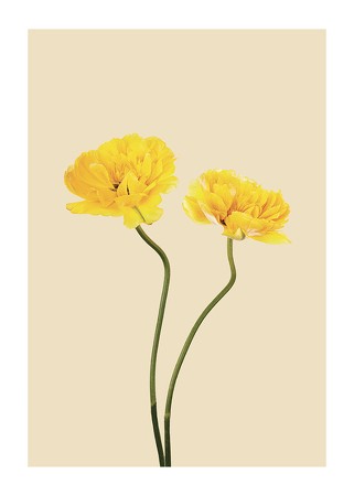 Poster Yellow Tulips