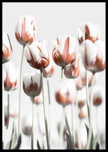 Dutch Tulips-2