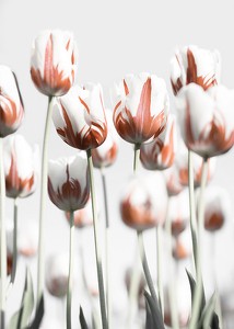 Dutch Tulips-3