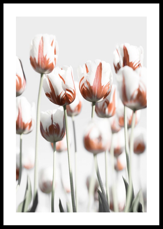Dutch Tulips-0