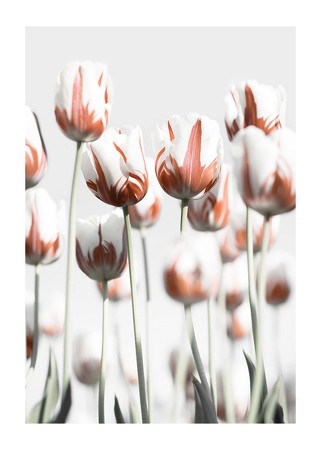 Poster Dutch Tulips