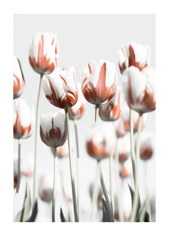 Dutch Tulips-1