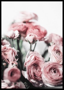 Pink Roses-2