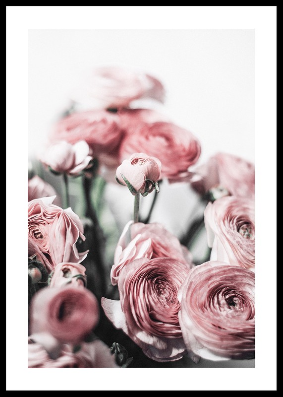 Pink Roses-0