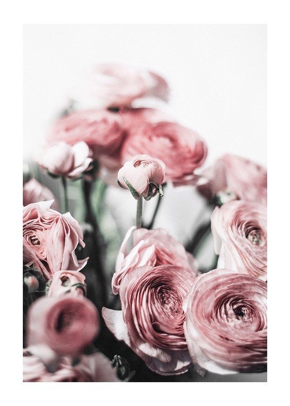 Pink Roses-1