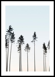 Tall Trees At Dusk-0