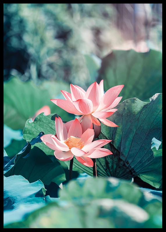 Lotus Flowers-2