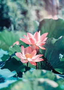 Lotus Flowers-3