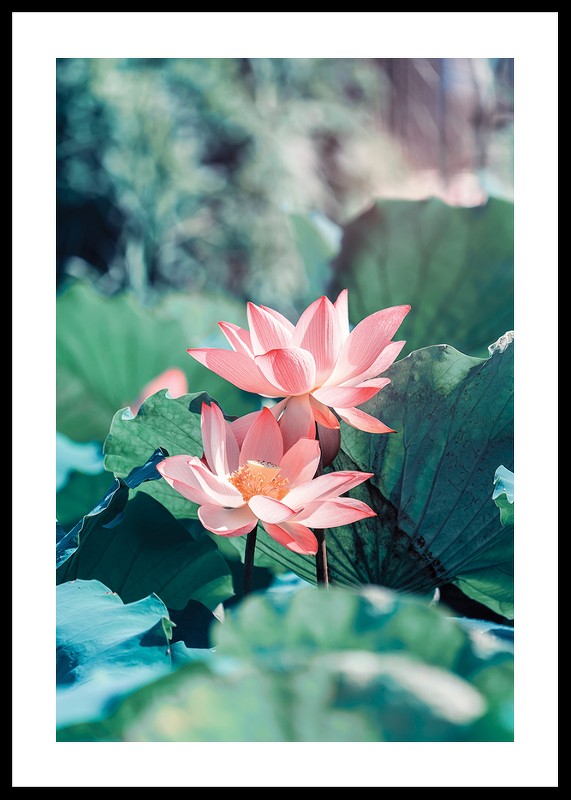 Lotus Flowers-0