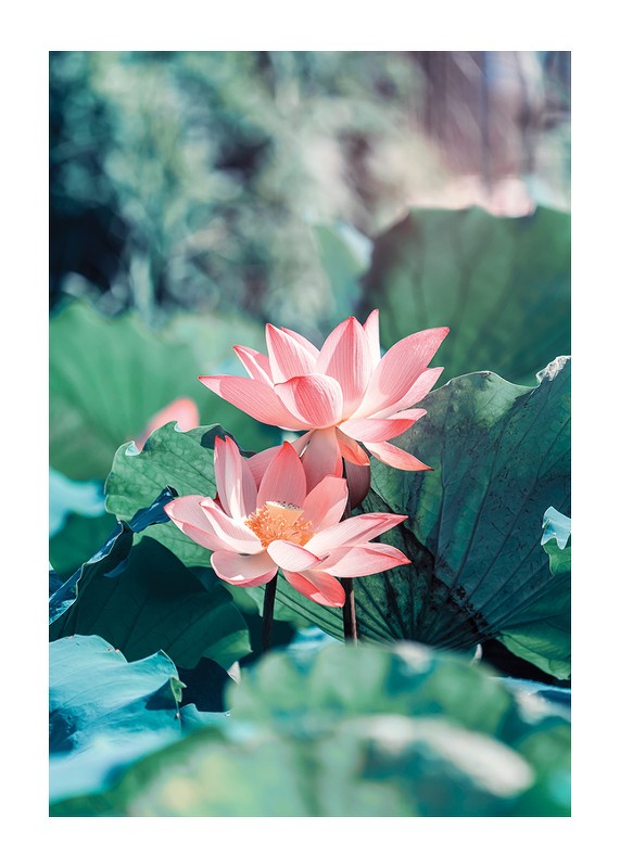 Lotus Flowers-1