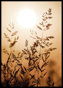 Sunset Dry Grass-2