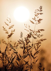 Sunset Dry Grass-3