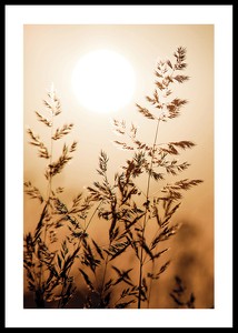 Sunset Dry Grass-0