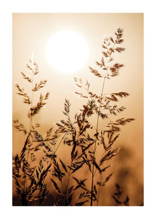 Poster Sunset Dry Grass