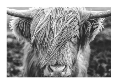 Poster Highland Cow B&W