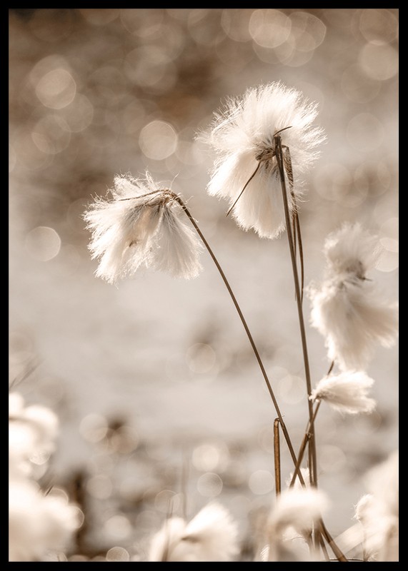 Cottongrass In The Wind-2