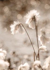 Cottongrass In The Wind-3