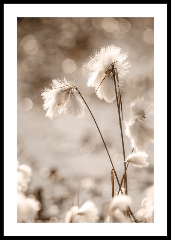 Cottongrass In The Wind-0
