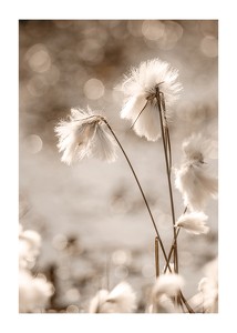 Poster Cottongrass In The Wind