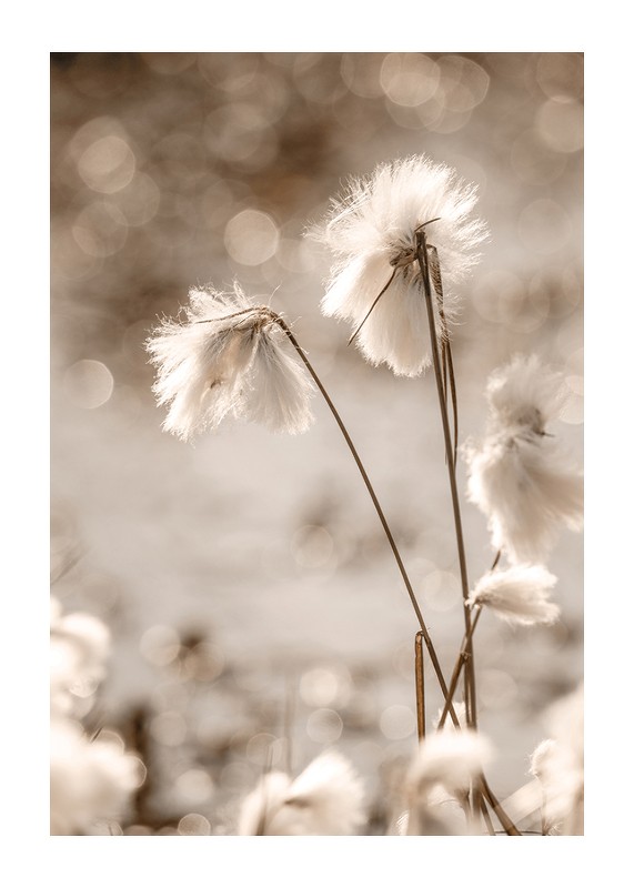 Cottongrass In The Wind-1
