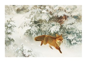 Fox in Winter Landscape By Bruno Liljefors No1-1