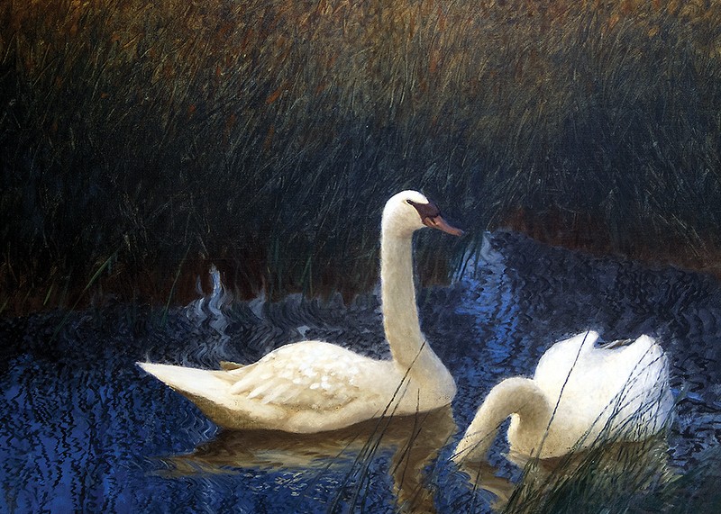 Swans in Reeds By Bruno Liljefors-3