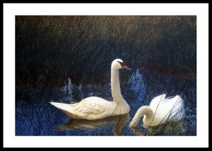 Swans in Reeds By Bruno Liljefors-0