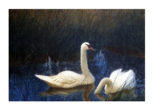 Swans in Reeds By Bruno Liljefors-1