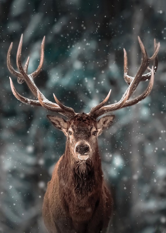 Majestic Deer-3