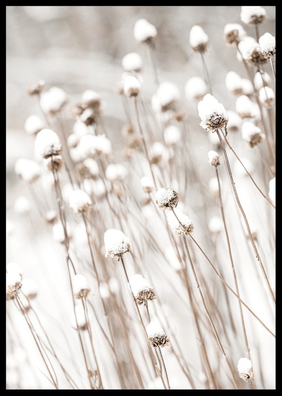 Snow Covered Dried Flowers-2