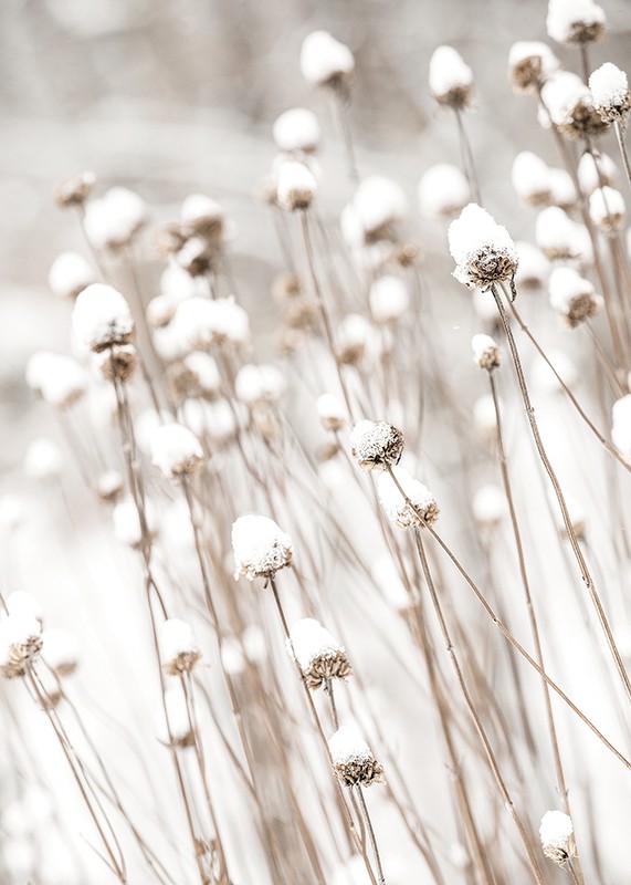 Snow Covered Dried Flowers-3