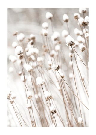 Poster Snow Covered Dried Flowers