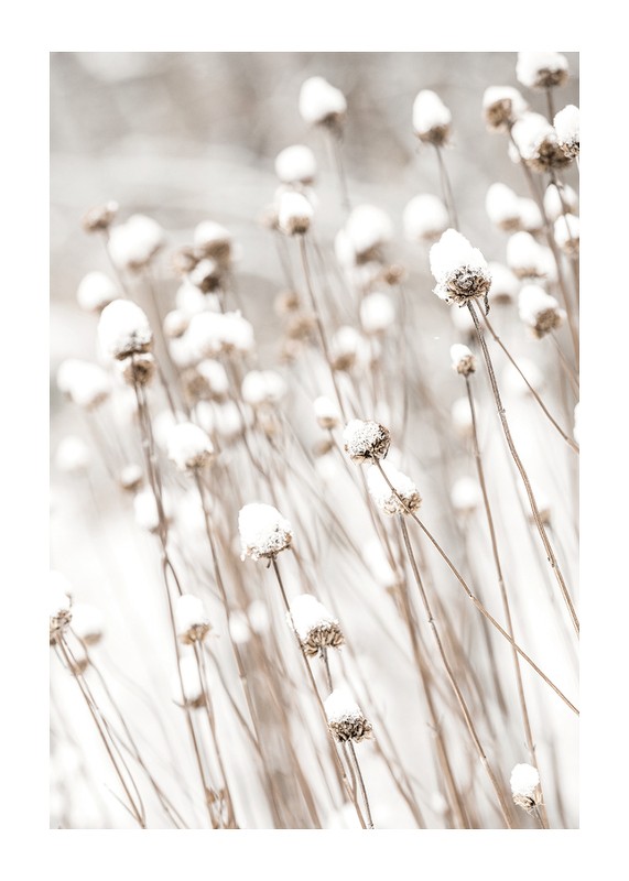 Snow Covered Dried Flowers-1