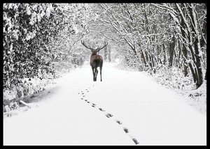 Deer Forest Walk-2