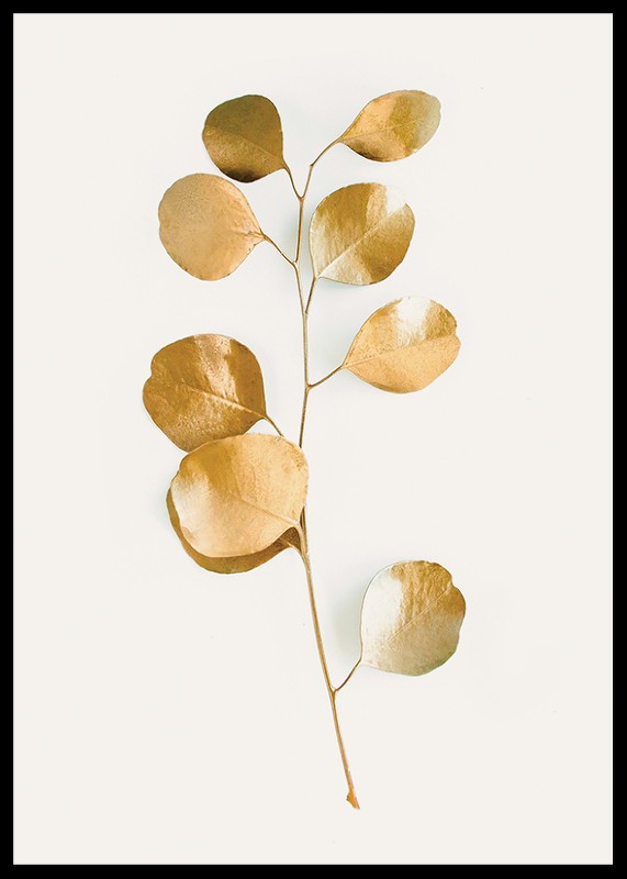 Eucalyptus Gold No3-2