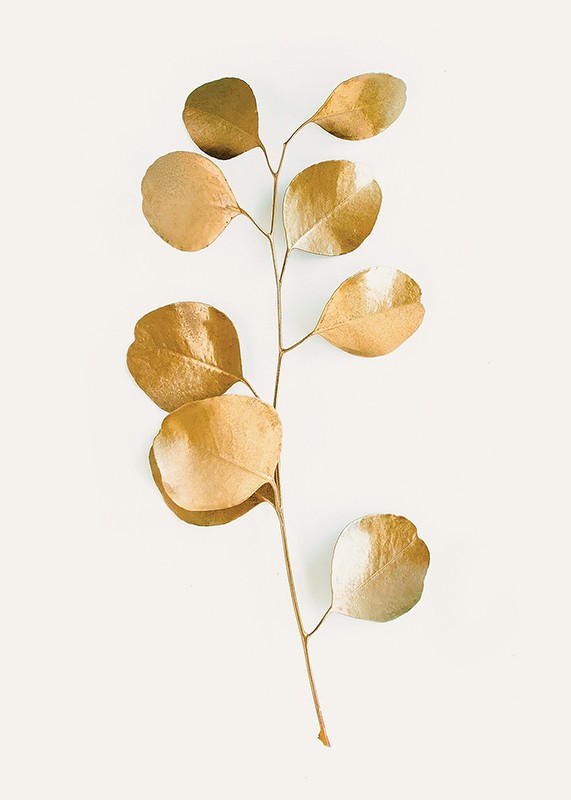 Eucalyptus Gold No3-3