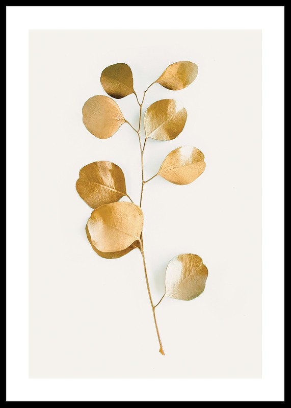 Eucalyptus Gold No3-0