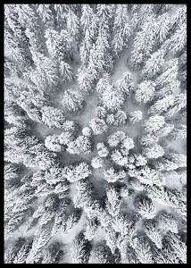 Snow Forest Aerial-2