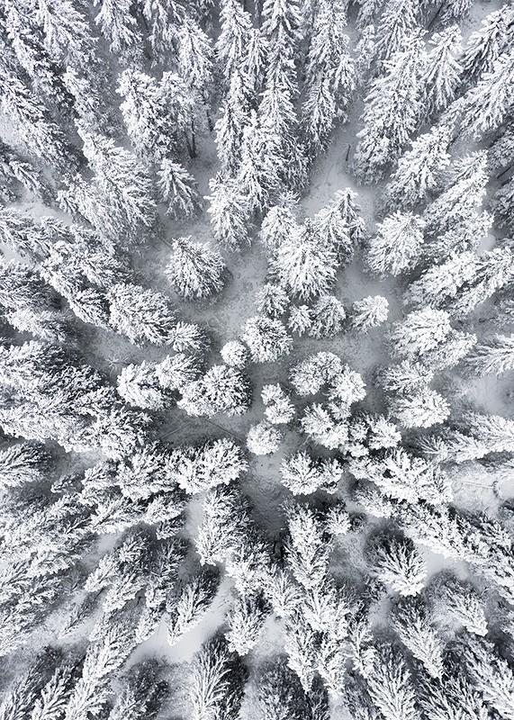 Snow Forest Aerial-3