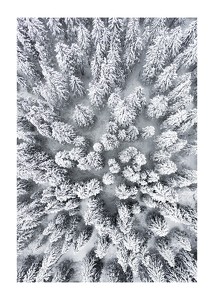 Snow Forest Aerial-1