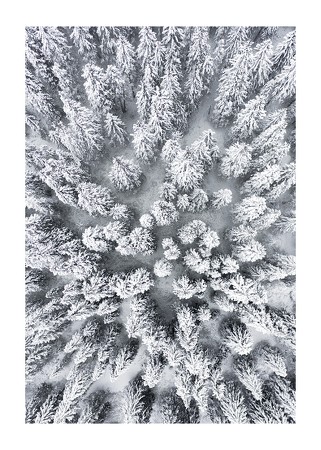 Poster Snow Forest Aerial