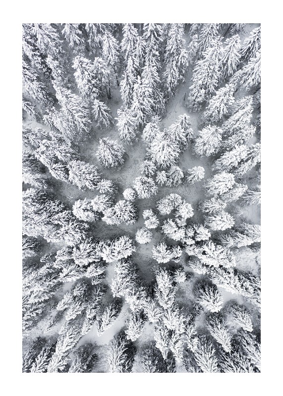 Snow Forest Aerial-1